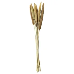Chic Antique Fleur getrocknete Perlhirse