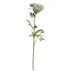 Chic Antique Fleur Wilde Möhre