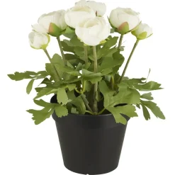 IB Laursen Ranunkel in Topf